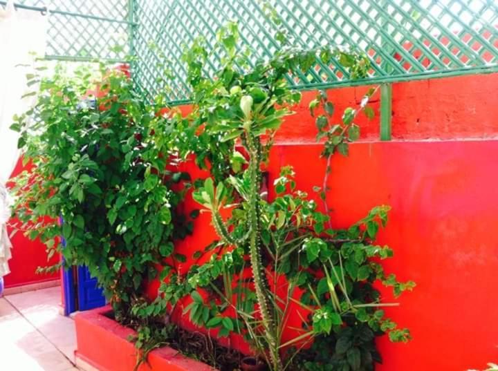 מרקש Riad Green Lotus מראה חיצוני תמונה